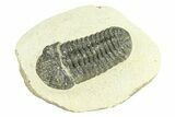 Bargain, Morocops Trilobite - Large Specimen #287595-1